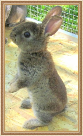 Azúr és Szilva kicsinye (1 hónapos)