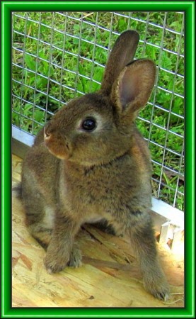 Azúr és Szilva kicsinye (1 hónapos) 