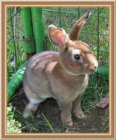 Ében és Szilva kicsinye (2 hónapos)