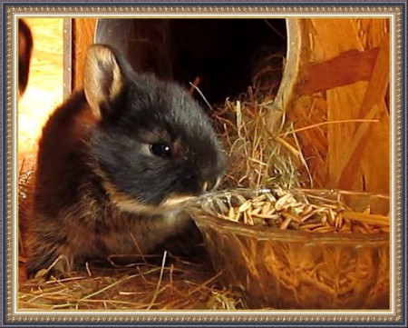 Anya ebből szokott enni!