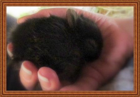 Alvás a gazdi kezében.