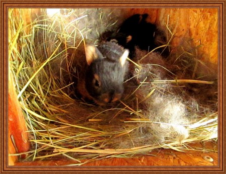 2 hetes cser színű Holland törpe nyuszikák