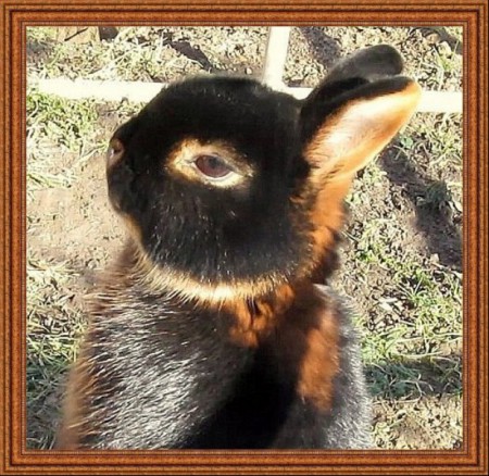 Zserbó, a büszke anya.